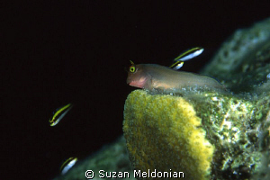 Blenny NItes... a blenny watches the nightime traffic by Suzan Meldonian 